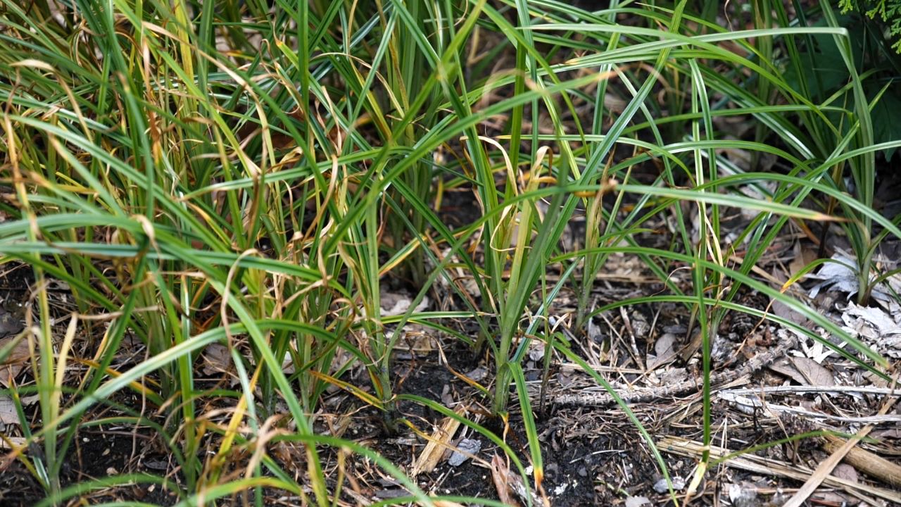 Get It Growing: Sedges are hard to remove